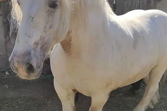 Klacz zimnokrwista ze źróbką, Lubelskie, Fajsławice