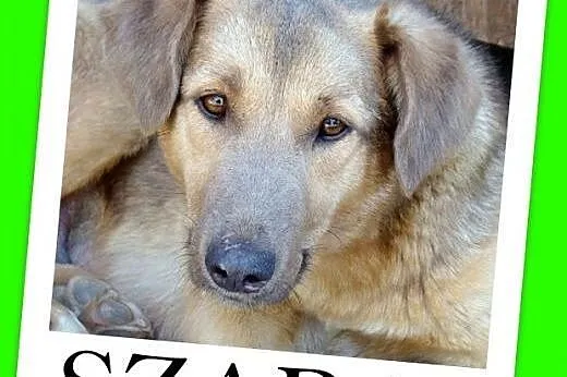 Do domu z ogródkiem,przyjazna,spokojna,sterylizowa