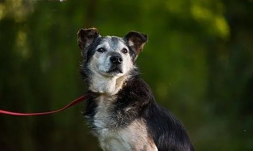 Wojtek - cichy i towarzyski piesek do adopcji !,