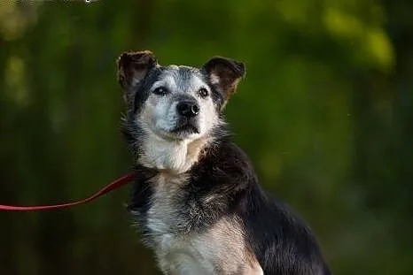 Wojtek - cichy i towarzyski piesek do adopcji !,  
