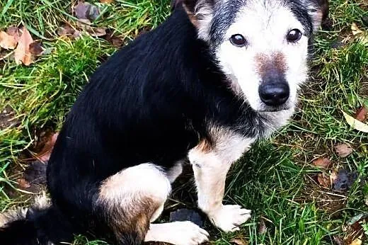 Wojtek - cichy i towarzyski piesek do adopcji !,  