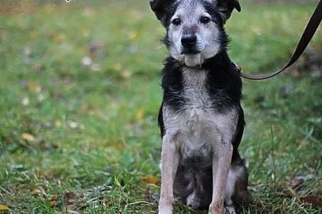 Wojtek - cichy i towarzyski piesek do adopcji !,  