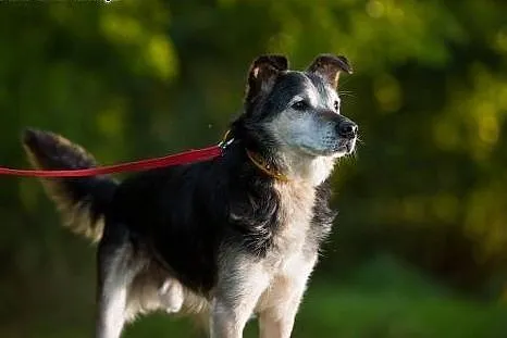 Wojtek - cichy i towarzyski piesek do adopcji !,  