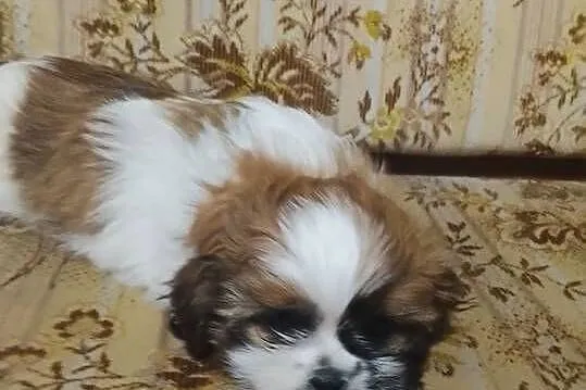 Shih tzu gotowe na nowy dom