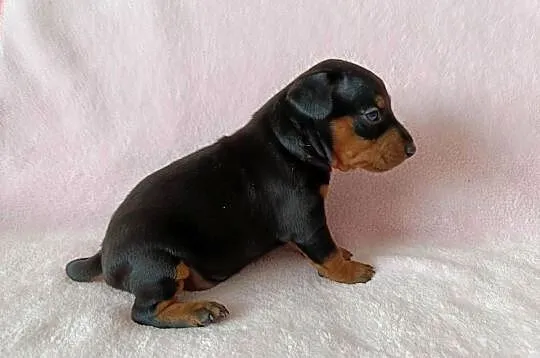 Pinczer miniaturowy szczeniaki, Podkarpackie, Cewków