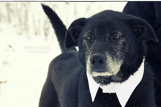 AMOR - pokochaj mnie!