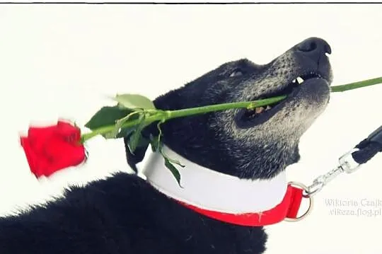 AMOR - pokochaj mnie!