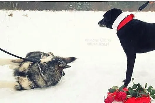 AMOR - pokochaj mnie!