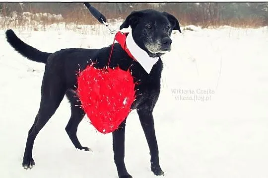 AMOR - pokochaj mnie!