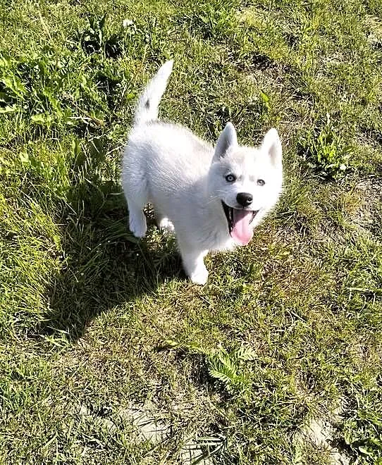 Suczka rożnooka Siberian Husky, Podkarpackie, Mielec
