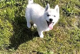 Suczka rożnooka Siberian Husky