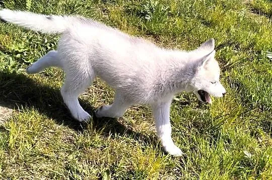 Suczka rożnooka Siberian Husky, Podkarpackie, Mielec