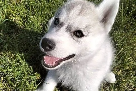 Suczka rożnooka Siberian Husky, Podkarpackie, Mielec
