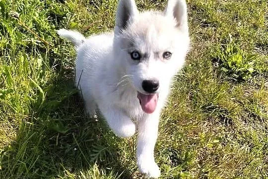 Suczka rożnooka Siberian Husky, Podkarpackie, Mielec