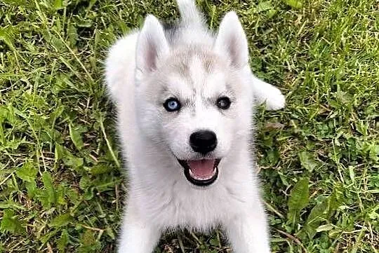 Suczka rożnooka Siberian Husky, Podkarpackie, Mielec
