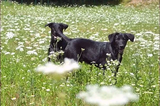 Bracia - Figo i Fago :) Duże, wesołe szczeniaki :)