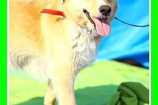 15 kg,biszkoptowa jak labrador,wesoła,łagodna sucz