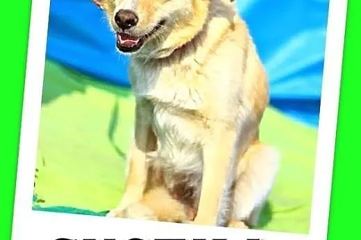 15 kg,biszkoptowa jak labrador,wesoła,łagodna sucz