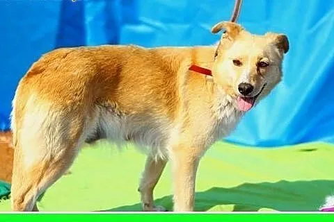 15 kg,biszkoptowa jak labrador,wesoła,łagodna sucz