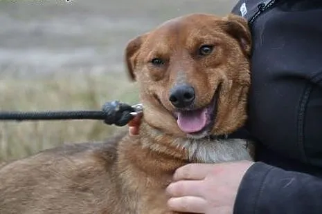Piękny Bazyl - rude szczęście do adopcji. Kto da m