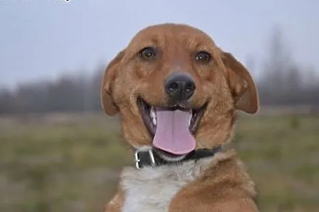 Piękny Bazyl - rude szczęście do adopcji. Kto da m
