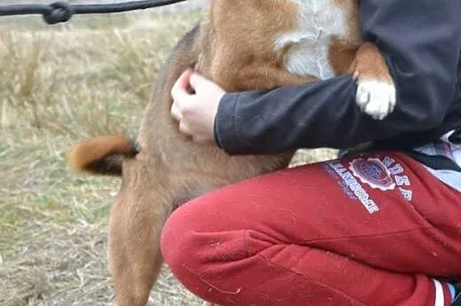 Piękny Bazyl - rude szczęście do adopcji. Kto da m