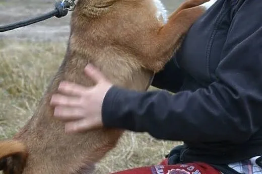 Piękny Bazyl - rude szczęście do adopcji. Kto da m