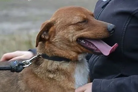 Piękny Bazyl - rude szczęście do adopcji. Kto da m