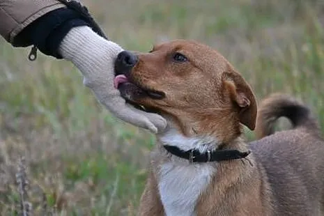 Piękny Bazyl - rude szczęście do adopcji. Kto da m