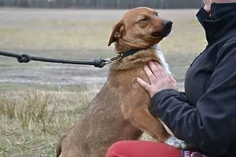 Piękny Bazyl - rude szczęście do adopcji. Kto da m