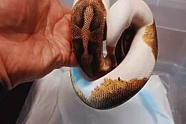 Pyton enchi orange drem pied z 2024