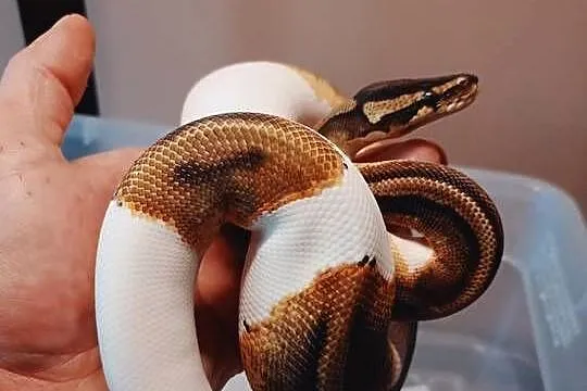 Pyton enchi orange drem pied z 2024, Śląskie, Bielsko-Biała