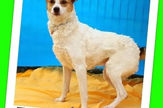 PTYŚ-średni 10kg,wesoły,przyjazny,łagodny piesek,c