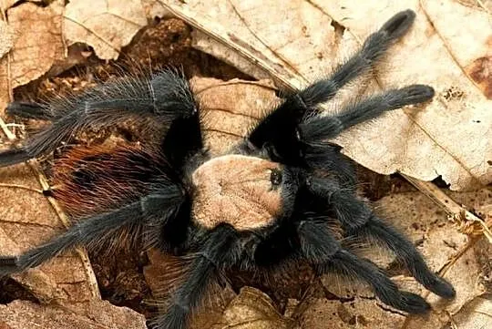 Brachypelma Albiceps L7 ptasznik pająk, Podlaskie, Wysokie Mazowieckie