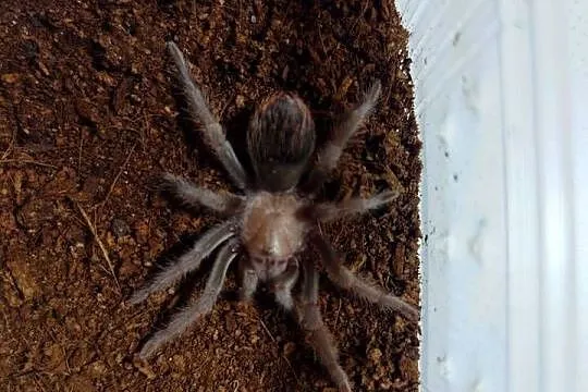 Brachypelma Albiceps L7 ptasznik pająk, Podlaskie, Wysokie Mazowieckie