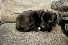 Amerykański pitbull na sprzedaż, szkolony w domu i uwielbiający zabawę., Mazowieckie, Pruszków