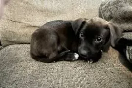 Amerykański pitbull na sprzedaż, szkolony w domu i uwielbiający zabawę.
