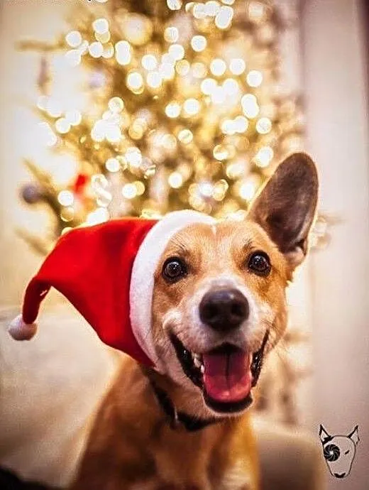 TOFFIK - fajny i wesoły pies :) do adopcji jest !,