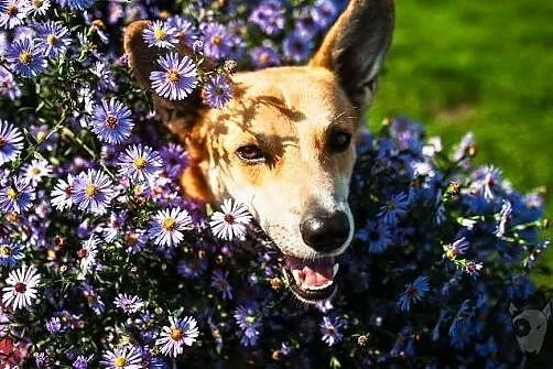 TOFFIK - fajny i wesoły pies :) do adopcji jest !,