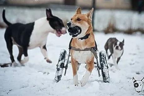 TOFFIK - fajny i wesoły pies :) do adopcji jest !,