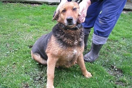 Zuza - piękna suczka do adopcji ,  mazowieckie Warszawa