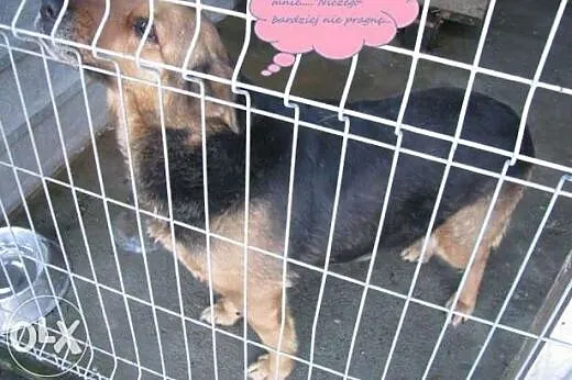 Zuza - piękna suczka do adopcji ,  mazowieckie War