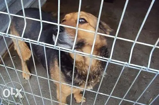 Zuza - piękna suczka do adopcji ,  mazowieckie War
