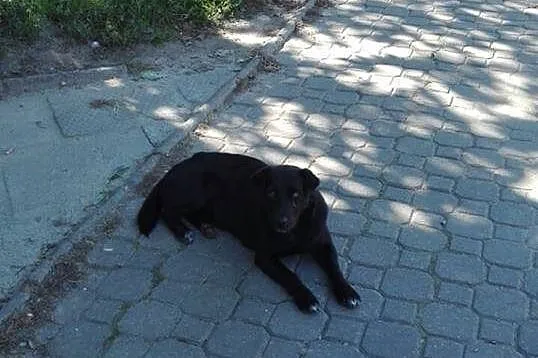 Dwa porzucone psiaki PILNIE szukają schronienia!