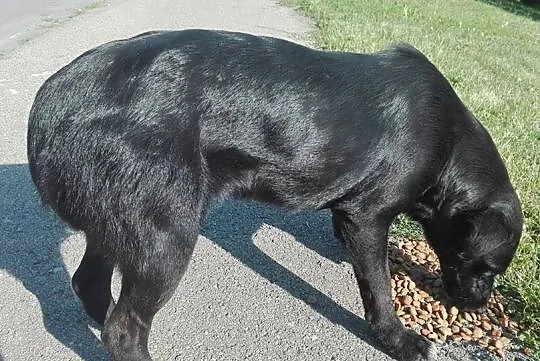 Dwa porzucone psiaki PILNIE szukają schronienia!