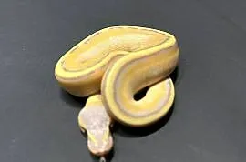 Pyton Regius - Banana Enchi Genetic Stripe