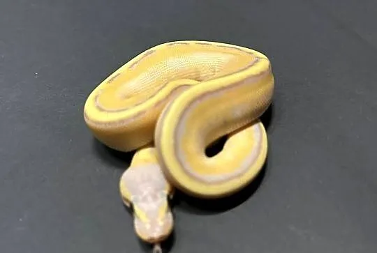 Pyton Regius - Banana Enchi Genetic Stripe