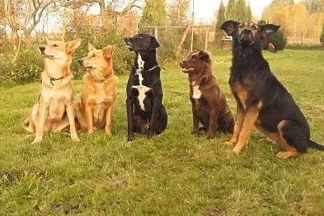 Spiki czeka już 4 lata...,  dolnośląskie Jelenia G