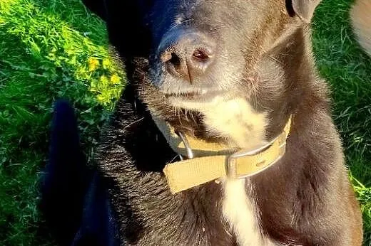 Spiki czeka już 4 lata...,  dolnośląskie Jelenia G