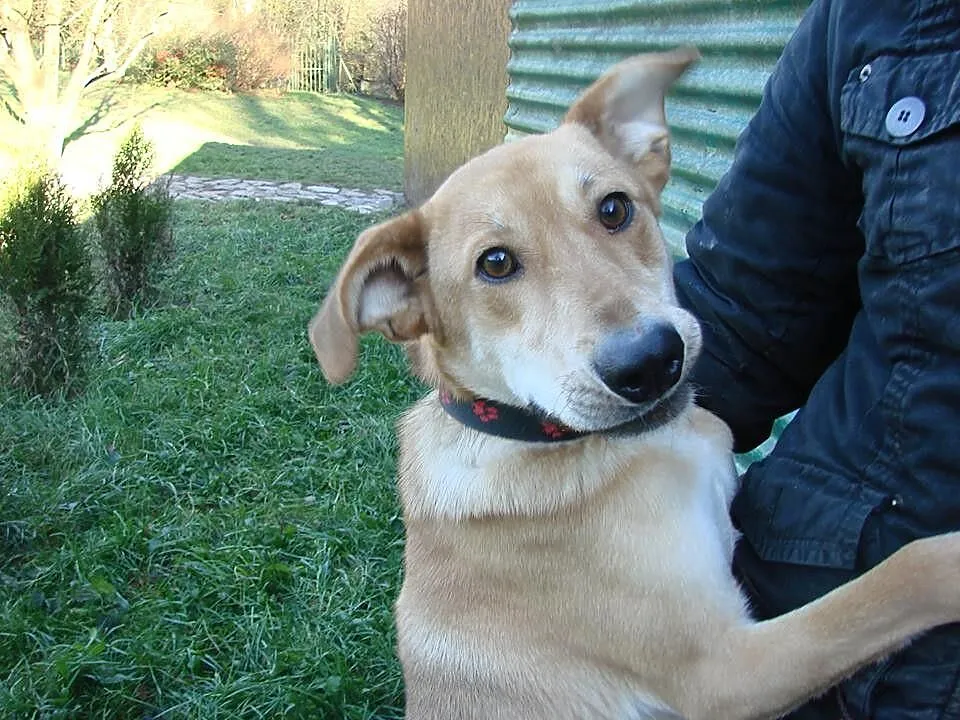 Biszkopcik wesoły psiak do adopcji